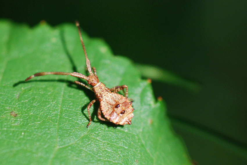 Coreidae: Coreus marginatus minuscolo